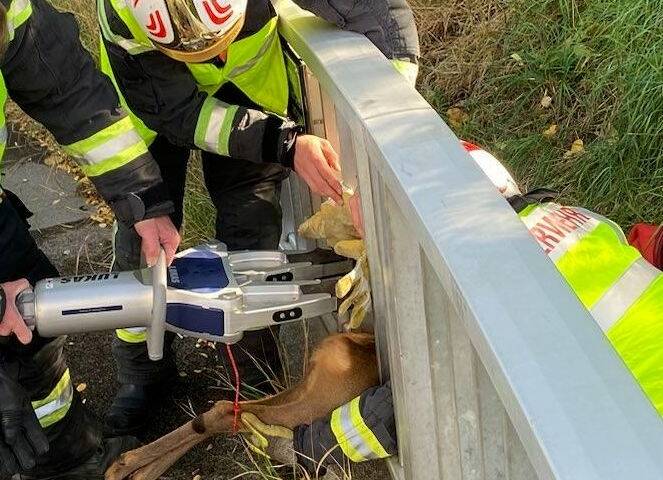 BF Wien: Bergen eines Kleintieres (Reh) bei A23
