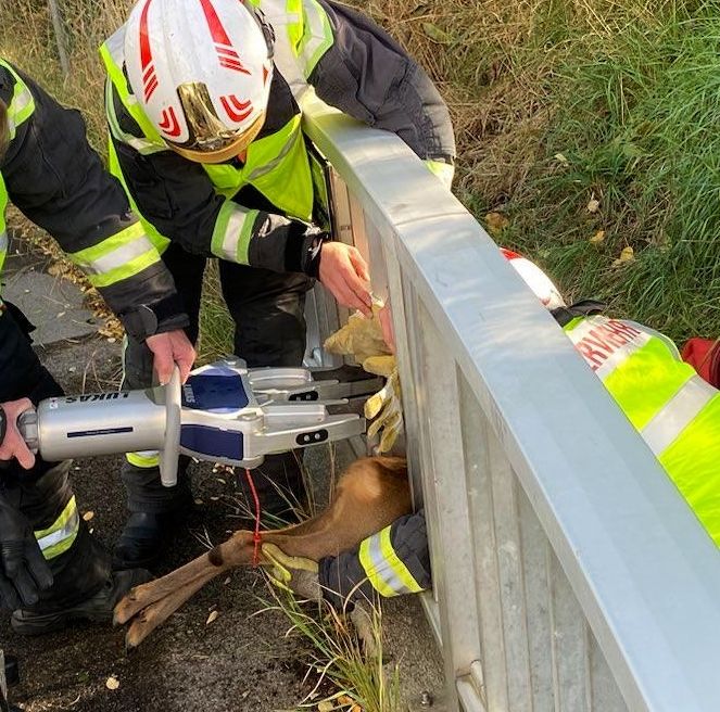 BF Wien: Bergen eines Kleintieres (Reh) bei A23