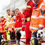 Bei der Rettungshunde-Vorführung zeigen die Rettungshunde-Teams beim Wiener Sicherheitsfest, was sie unter schwierigsten Bedingungen leisten und wie sie ausgebildet wurden.