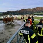 Erfolgreiche Personensuche nach Halloweenparty und Kuhherde eingefangen