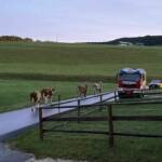 Erfolgreiche Personensuche nach Halloweenparty und Kuhherde eingefangen