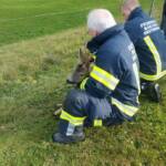 Reh steckt in Zaun fest