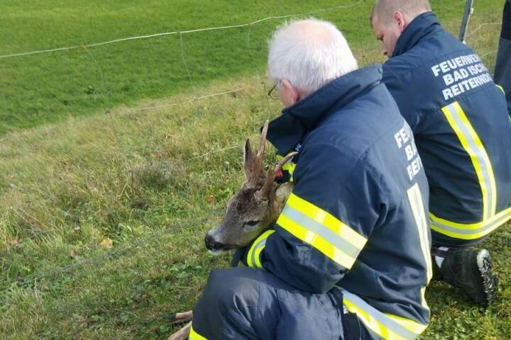 FW Reiterndorf: Tierrettung Reh