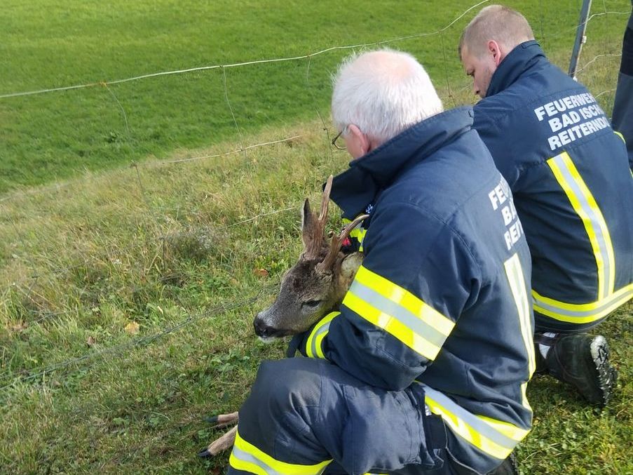 FW Reiterndorf: Tierrettung Reh