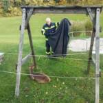 Reh steckt in Zaun fest