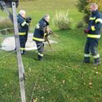 Reh steckt in Zaun fest