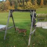 Reh steckt in Zaun fest