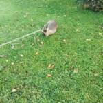 Reh steckt in Zaun fest