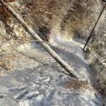 FF Kapfenberg-Diemlach: Baum über Straße