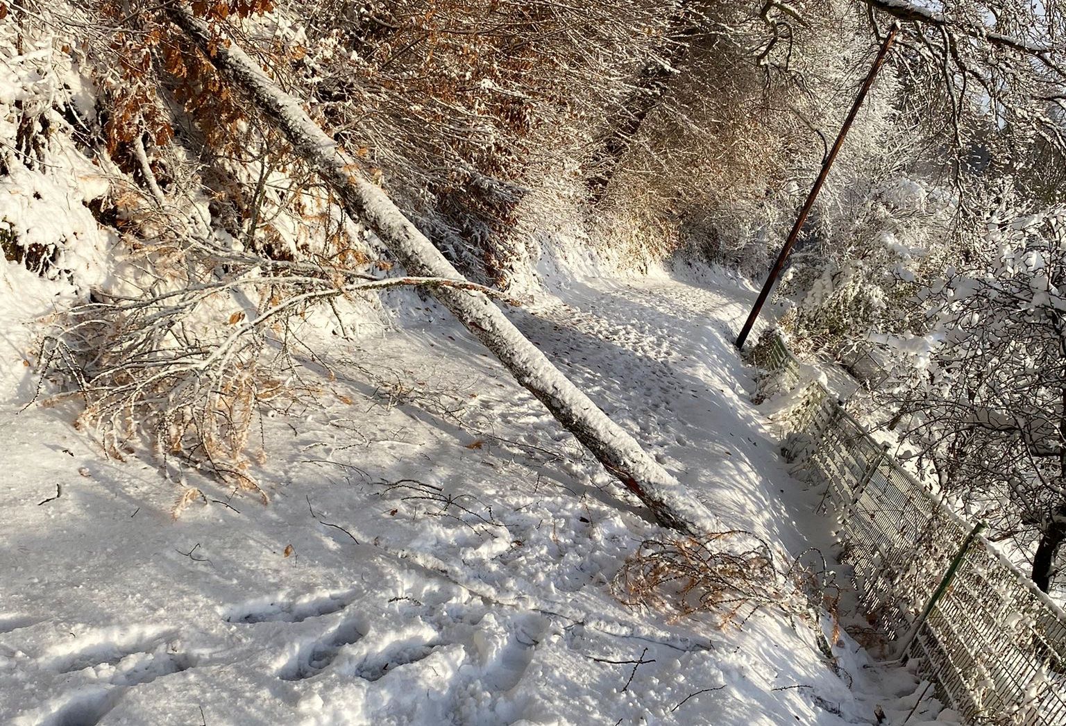 FF Kapfenberg-Diemlach: Baum über Straße