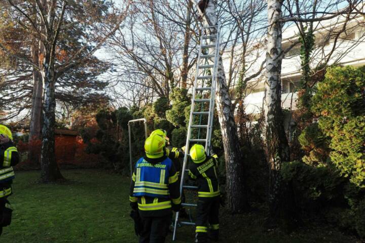 FF Biedermannsdorf: Eingeklemmte Katze vom Baum geholt