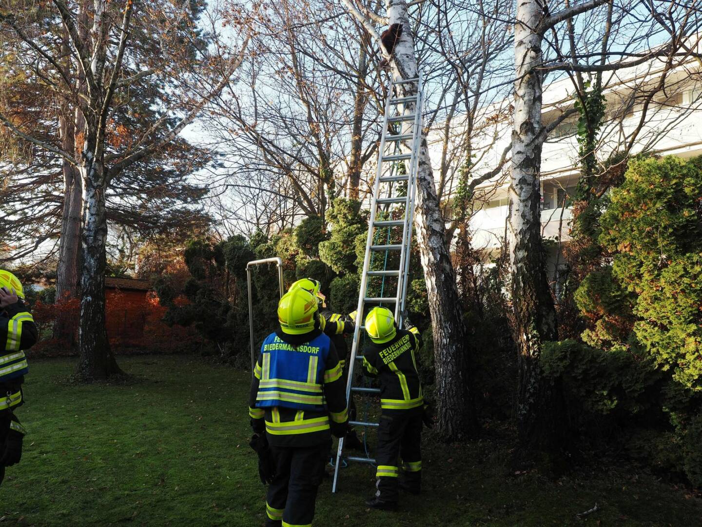 FF Biedermannsdorf: Eingeklemmte Katze vom Baum geholt
