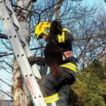 Eingeklemmte Katze vom Baum geholt