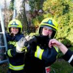 Eingeklemmte Katze vom Baum geholt