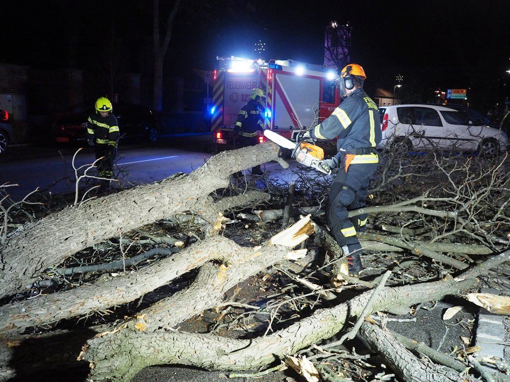 FF Biedermannsdorf: Sturmschaden – Ast auf Fahrbahn