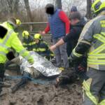 Pferderettung in Ebenfurth