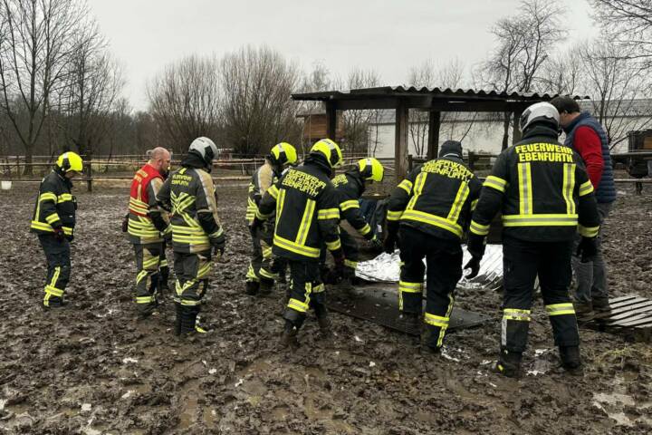 FF Ebenfurth: Pferderettung in Ebenfurth