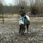 Pferderettung in Ebenfurth