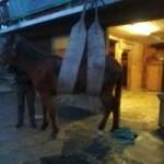 Erfolgreiche Tierrettung in Groß St. Florian