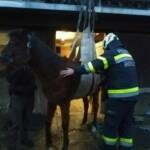 Erfolgreiche Tierrettung in Groß St. Florian