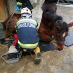 Erfolgreiche Tierrettung in Groß St. Florian