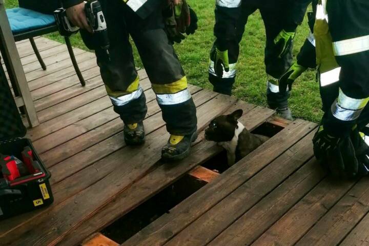 HFW Villach: Hund Kira durch Feuerwehr befreit
