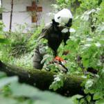 Eiche droht Hubertuskapelle zu zerstören