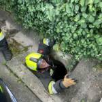 Tierrettung in Stainz - Jungvogel in Kanal