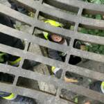 Tierrettung in Stainz - Jungvogel in Kanal