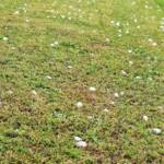 Katastrophales Hagelunwetter in Waldkirchen an der Thaya