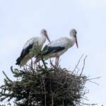 Feuerwehr rettet Innviertler Storchenfamilie