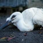 Feuerwehr rettet Innviertler Storchenfamilie