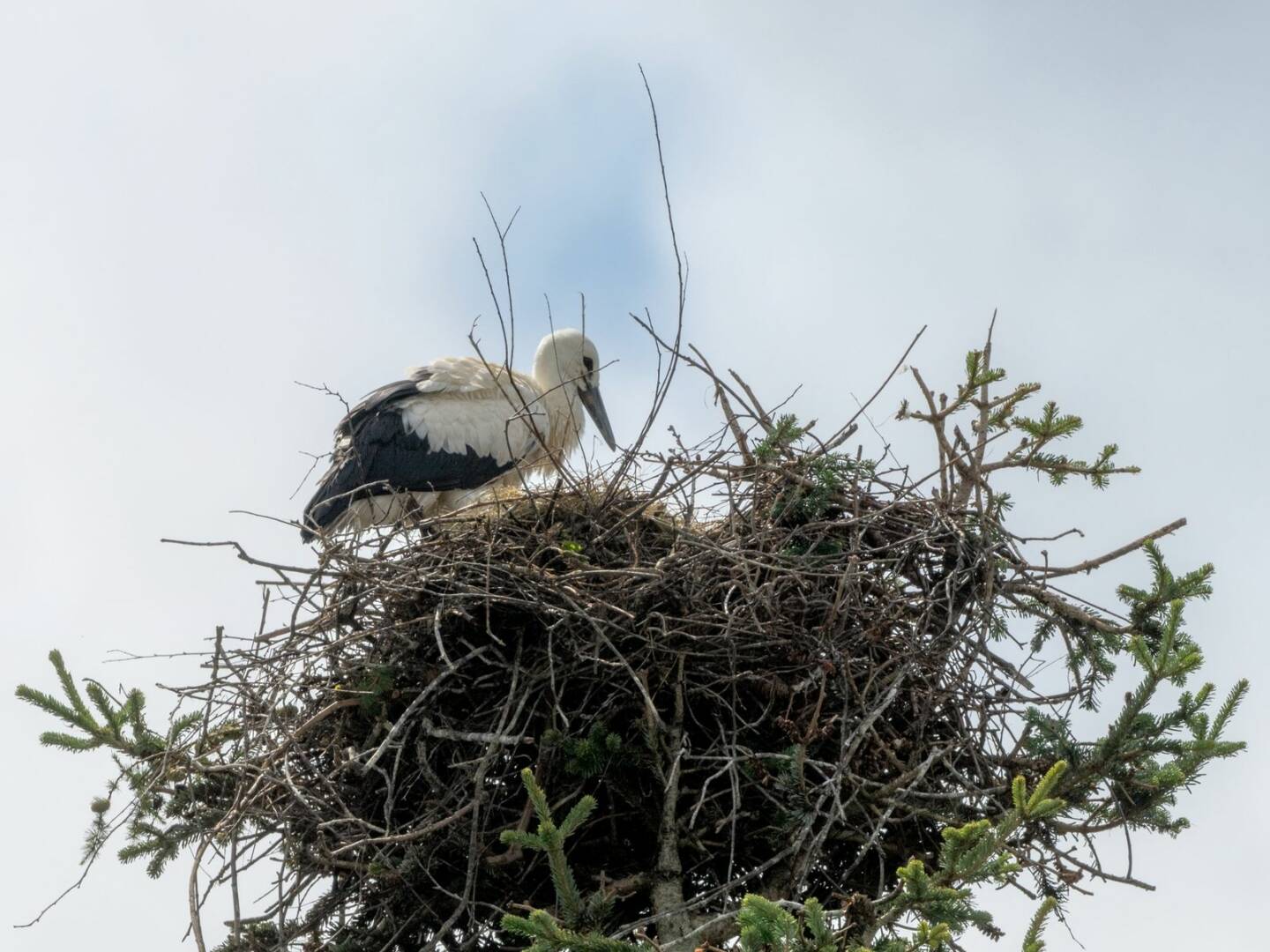 FF Andorf: Feuerwehr rettet Innviertler Storchenfamilie