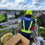 Feuerwehr rettet Innviertler Storchenfamilie