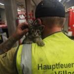 Tierrettung in der Innenstadt