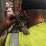 HFW Villach: Tierrettung in der Innenstadt