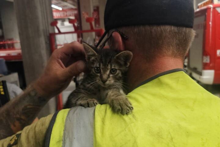 HFW Villach: Tierrettung in der Innenstadt