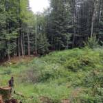 Suchaktion nach vermisstem Wanderer