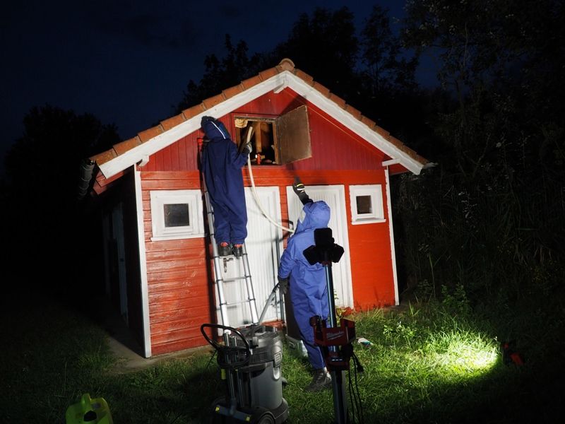 FF Biedermannsdorf: Hornissenvolk erfolgreich umgesiedelt