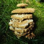 Hornissenvolk erfolgreich umgesiedelt