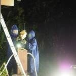 Hornissenvolk erfolgreich umgesiedelt