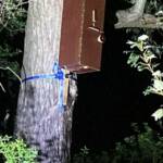 Hornissenvolk erfolgreich umgesiedelt