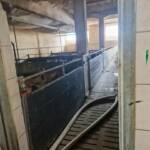Notversorgung für 300 Schweine