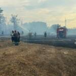 Waldbrand in Gänserndorf