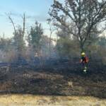 Waldbrand in Gänserndorf