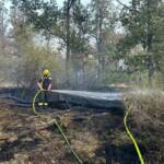 Waldbrand in Gänserndorf