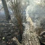 Waldbrand in Gänserndorf