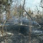 Waldbrand in Gänserndorf
