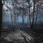 Waldbrand in Gänserndorf