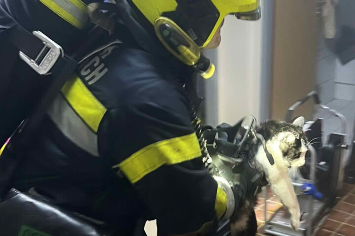 HFW Villach: Dramatischer Balkonbrand, 2 Katzen gerettet